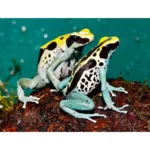 rana freccia dell'ecuador veleno